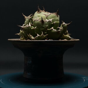 "Agave titanota" AKx `^m^yNo.1z Ǘ2397 ϗtA  蕨 v[g CeA  R[fbNX coudex A 򍪐A AKx`^m^ 픫