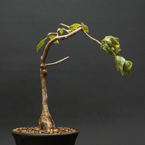 "Commiphora mildbraedii" 'Red Brown Bark' R~tH ~huGfB bhuEo[N Ǘ2022 ς Ɣ codex R[fbNX A 򍪐A R~tH