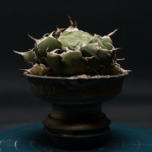 "Agave titanota" AKx `^m^y~z Ǘ2400 ϗtA  蕨 v[g CeA  R[fbNX coudex A 򍪐A AKx`^m^ 픫