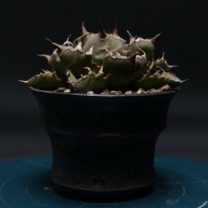 "Agave titanota" アガベ チタノタ【姫厳竜】 管理2401 観葉植物 室内 贈り物 プレゼント インテリア おしゃれ コーデックス coudex 多肉植物 塊根植物 アガベチタノタ 陶器鉢