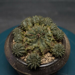 "Euphorbia meloformis" [tHrA tH~X Ǘ2402 ϗtA  蕨 v[g CeA  R[fbNX coudex A 򍪐A [tHrA 픫