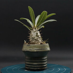 "Pachypodium Gracilius" pL|fBE OLX Ǘ2404 ϗtA  蕨 v[g CeA  R[fbNX coudex A 򍪐A OLX 픫 