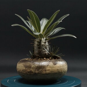 "Pachypodium Gracilius" pL|fBE OLX Ǘ2405 ϗtA  蕨 v[g CeA  R[fbNX coudex A 򍪐A OLX 픫 