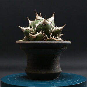 "Agave titanota" アガベ チタノタ【レッドキャットウィーズル】 管理2409 観葉植物 室内 贈り物 プレゼント インテリア おしゃれ コーデックス coudex 多肉植物 塊根植物 アガベチタノタ アカネコ