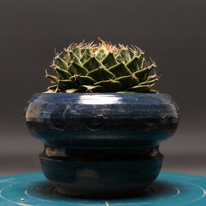 "Obregonia denegrii" オブレゴニア デニグリー【帝冠】 管理2412 観葉植物 室内 贈り物 プレゼント インテリア おしゃれ コーデックス coudex 多肉植物 塊根植物 サボテン 帝冠 陶器鉢