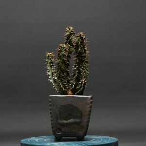 ユーフォルビア ノベリー【閃光閣】 "Euphorbia knobelii" 管理2416 観葉植物 室内 贈り物 プレゼント インテリア おしゃれ コーデックス coudex 多肉植物 塊根植物 ユーフォルビア 陶器鉢