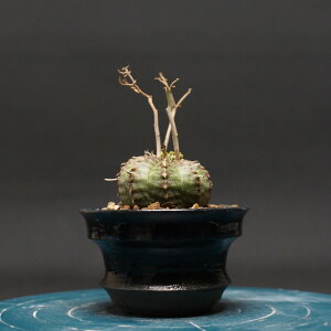 [tHrA o_ "Euphorbia valida" Ǘ2417 ϗtA  蕨 v[g CeA  R[fbNX coudex A 򍪐A [tHrA 픫