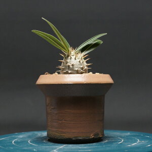 pL|fBE OLX "Pachypodium Gracilius" Ǘ2418 ϗtA  蕨 v[g CeA  R[fbNX coudex A 򍪐A pL|fBEOLX  