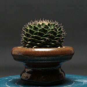 オブレゴニア デニグリー【帝冠】 "Obregonia denegrii" 管理2419 観葉植物 室内 贈り物 プレゼント インテリア おしゃれ コーデックス coudex 多肉植物 塊根植物 オブレゴニア帝冠 サボテン 陶器鉢