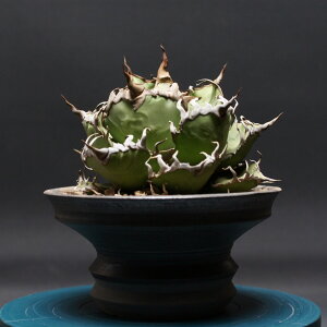 アガベ チタノタ【シーザー】 "Agave titanota" 管理2420 観葉植物 室内 贈り物 プレゼント インテリア おしゃれ コーデックス coudex 多肉植物 塊根植物 アガベシーザー 陶器鉢