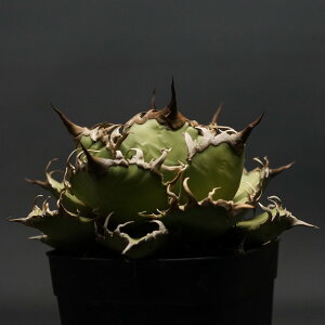 "Agave titanota" AKx `^m^yV[U[z Ǘ2051 ς Ɣ codex R[fbNX A 򍪐A AKx `^m^ V[U[