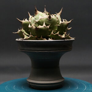 アガベ チタノタ【姫厳竜】 "Agave titanota" 管理2421 観葉植物 室内 贈り物 プレゼント インテリア おしゃれ コーデックス coudex 多肉植物 塊根植物 姫厳竜 陶器鉢