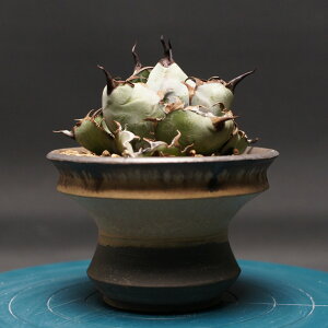 AKx `^m^yubNu[z "Agave titanota" Ǘ2422 ϗtA  蕨 v[g CeA  R[fbNX coudex A 򍪐A ubNu[ 픫