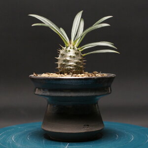 パキポディウム カクチペス "Pachypodium rosulatum ssp. Cactipes" 管理2423 観葉植物 室内 贈り物 プレゼント インテリア おしゃれ コーデックス coudex 多肉植物 塊根植物 パキポディウム 国内実生株 陶