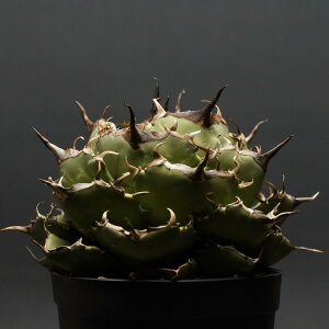 "Agave titanota" AKx `^m^yRosez Ǘ2178 ς Ɣ codex R[fbNX A `^m^ [Y