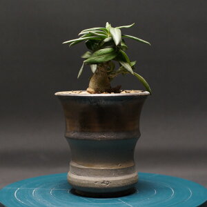 パキポディウム ビスピノーサム "Pachypodiumbispinosum" 管理2425 観葉植物 室内 贈り物 プレゼント インテリア おしゃれ コーデックス coudex 多肉植物 塊根植物 パキポディウム 国内実生株 陶器鉢