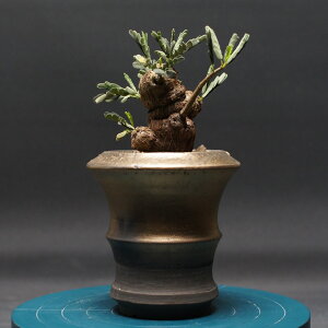 Zi fBIiX "Senna meridionalis" Ǘ2426 ϗtA  蕨 v[g CeA  R[fbNX coudex A 򍪐A ZifBIiX 픫