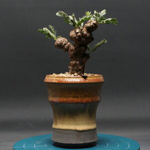 Zi fBIiX "Senna meridionalis" Ǘ2427 ϗtA  蕨 v[g CeA  R[fbNX coudex A 򍪐A ZifBIiX 픫