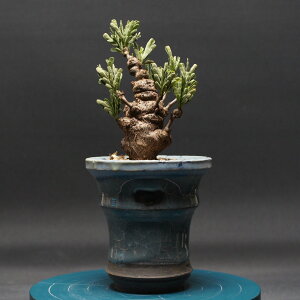 センナ メリディオナリス "Senna meridionalis" 管理2428 観葉植物 室内 贈り物 プレゼント インテリア おしゃれ コーデックス coudex 多肉植物 塊根植物 灌木 陶器鉢