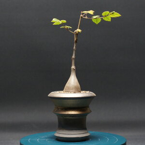 LtHXe} U "Cyphostemma laza" Ǘ2429 ϗtA  蕨 v[g CeA  R[fbNX coudex A 򍪐A LtHXe}  픫