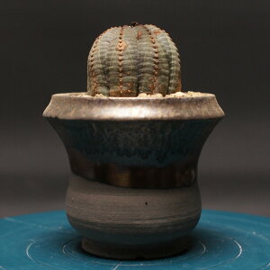 [tHrA IxT "Euphorbia obesa" Ǘ2430 ϗtA  蕨 v[g CeA  R[fbNX coudex A 򍪐A [tHrA 픫