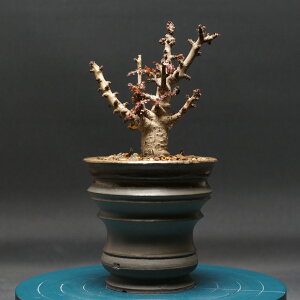 ボスウェリア ナナ "Boswellia nana" 管理2431 観葉植物 室内 贈り物 プレゼント インテリア おしゃれ コーデックス coudex 多肉植物 塊根植物 ボスウェリア 陶器鉢