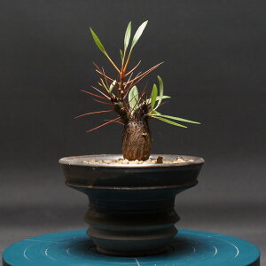 tH[NCGA XvfX "Fouquieria splendens ssp.splendens" Ǘ2433 ϗtA  蕨 v[g CeA  R[fbNX coudex A 򍪐A tH[NCGA 픫