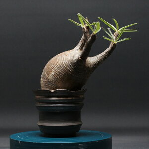 pL|fBE OLX "Pachypodium Gracilius" Ǘ2435 ϗtA  蕨 v[g CeA  R[fbNX coudex A 򍪐A pL|fBEOLX 픫