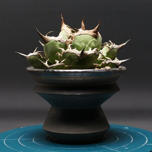 AKx `^m^yCz "agave titanota" Ǘ2439 ϗtA  蕨 v[g CeA  R[fbNX coudex A 򍪐A C 픫