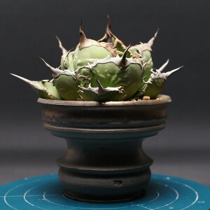 AKx `^m^ymz "agave titanota" Ǘ2440 ϗtA  蕨 v[g CeA  R[fbNX coudex A 򍪐A m 픫