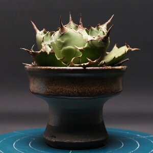 AKx `^m^yh[tz "agave titanota" Ǘ2442 ϗtA  蕨 v[g CeA  R[fbNX coudex A 򍪐A h[t 픫