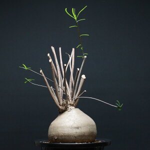 [tHrA wfBIgCfX "Euphorbia hedyotoides" Ǘ2443 ϗtA  蕨 v[g CeA  R[fbNX coudex A 򍪐A [tHrA xA[g