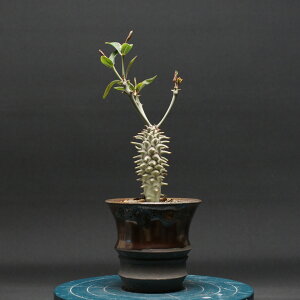 [tHrA McxN[T "Euphorbia longetuberculosa" Ǘ2444 ϗtA  蕨 v[g CeA  R[fbNX coudex A 򍪐A [tHrA xA[