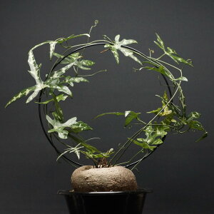 "Adenia kirkii" AfjA LL[ Ǘ2079 ς Ɣ codex R[fbNX A 򍪐A AfjA xA[g