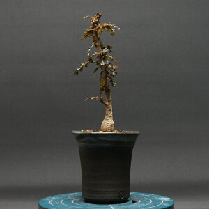 {XEFA ii "Boswellia nana" Ǘ2446 ϗtA  蕨 v[g CeA  R[fbNX coudex A 򍪐A  xA[g 픫