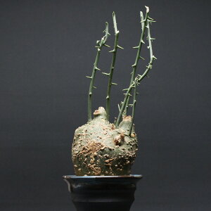 AfjA O{[T "Adenia globosa" Ǘ2448 ϗtA  蕨 v[g CeA  R[fbNX coudex A 򍪐A AfjA xA[g 픫