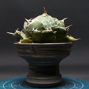 AKx `^m^y~z "agave titanota" Ǘ2450 ϗtA  蕨 v[g CeA  R[fbNX coudex A 򍪐A ~ AKx 픫