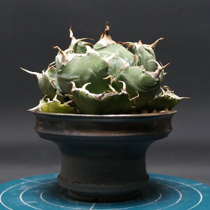 AKx `^m^y~z "agave titanota" Ǘ2451 ϗtA  蕨 v[g CeA  R[fbNX coudex A 򍪐A ~ AKx 픫