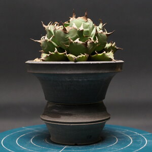 AKx `^m^yPz "agave titanota" Ǘ2452 ϗtA  蕨 v[g CeA  R[fbNX coudex A 򍪐A P AKx 픫