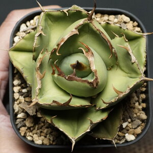 "Agave titanota" AKx `^m^yWK[m[gz Ǘ2088 ς Ɣ codex R[fbNX A 򍪐A AKx WK[m[g