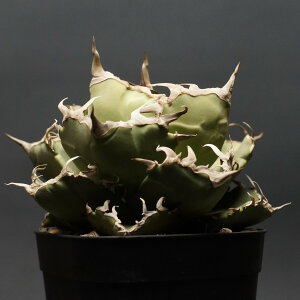 "Agave titanota" AKx `^m^yIz Ǘ2089 ς Ɣ codex R[fbNX A 򍪐A AKx ?I Nu