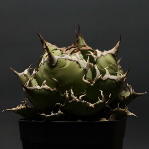 "Agave titanota" �A�K�x �`�^�m�^�y�V�[�U�[�z �Ǘ�2092 �����ς� �����Ɣ��� codex �R�[�f�b�N�X �����A�� �򍪐A�� �A�K�x �V�[�U�[