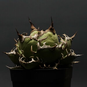 "Agave titanota" AKx `^m^yV[U[z Ǘ2093 ς Ɣ codex R[fbNX A 򍪐A AKx V[U[