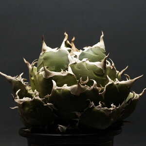 "Agave titanota" AKx `^m^y~z Ǘ2094 ς Ɣ codex R[fbNX A 򍪐A AKx ~