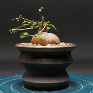 uLXe} Jt "Brachystelma caffrum" Ǘ2455 ϗtA  蕨 v[g CeA  R[fbNX coudex A 򍪐A uLXe} 픫