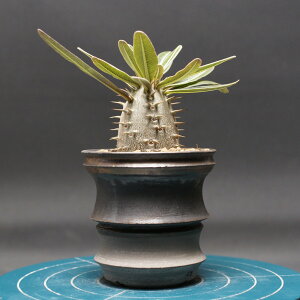 pL|fBE OLX "Pachypodium Gracilius" Ǘ2458 ϗtA  蕨 v[g CeA  R[fbNX coudex A 򍪐A pL|fBEOLX 픫