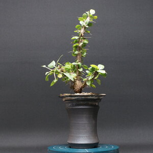 tH[NCGA tHT "Fouquieria formosa" Ǘ2459 ϗtA  蕨 v[g CeA  R[fbNX coudex A 򍪐A tH[NCGA 픫