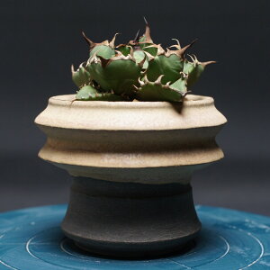 AKx `^m^yPz "Agave titanota" Ǘ2462 ϗtA  蕨 v[g CeA  R[fbNX coudex A 򍪐A AKx y P 픫