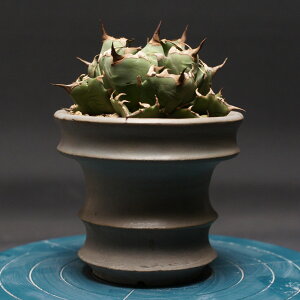 AKx `^m^yPz "Agave titanota" Ǘ2463 ϗtA  蕨 v[g CeA  R[fbNX coudex A 򍪐A AKx y P 픫