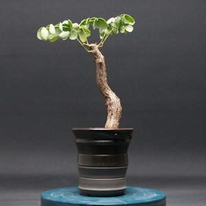 fjNX A_\jICfX "Delonix adansonioides" Ǘ2464 ϗtA  蕨 v[g CeA  R[fbNX coudex A 򍪐A  픫